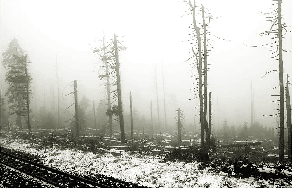 auf dem Weg zum Brocken