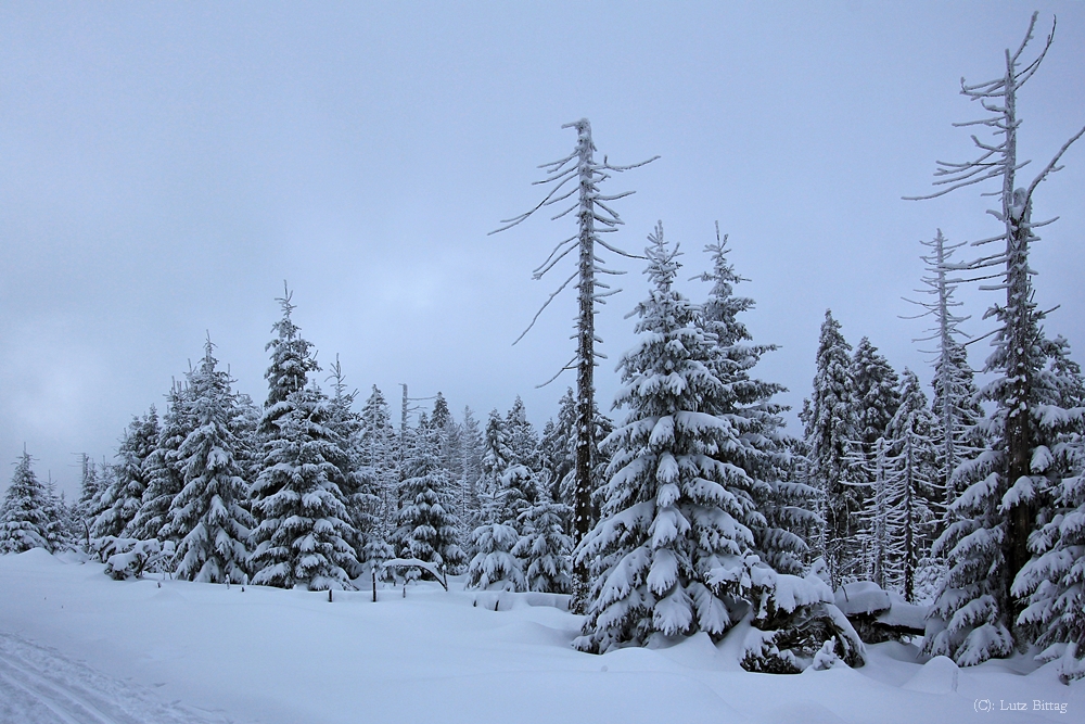 Auf dem Weg zum Brocken (5)