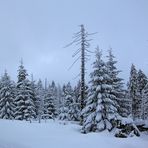 Auf dem Weg zum Brocken (5)