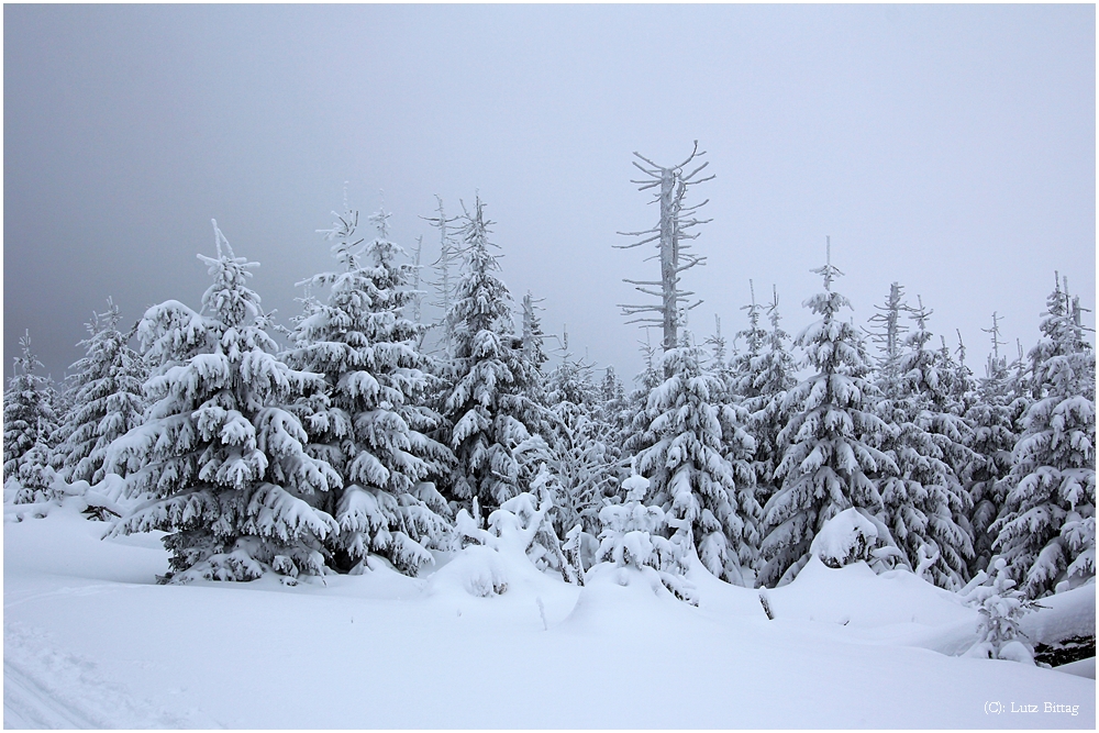 Auf dem Weg zum Brocken (6)