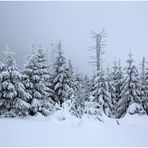 Auf dem Weg zum Brocken (6)