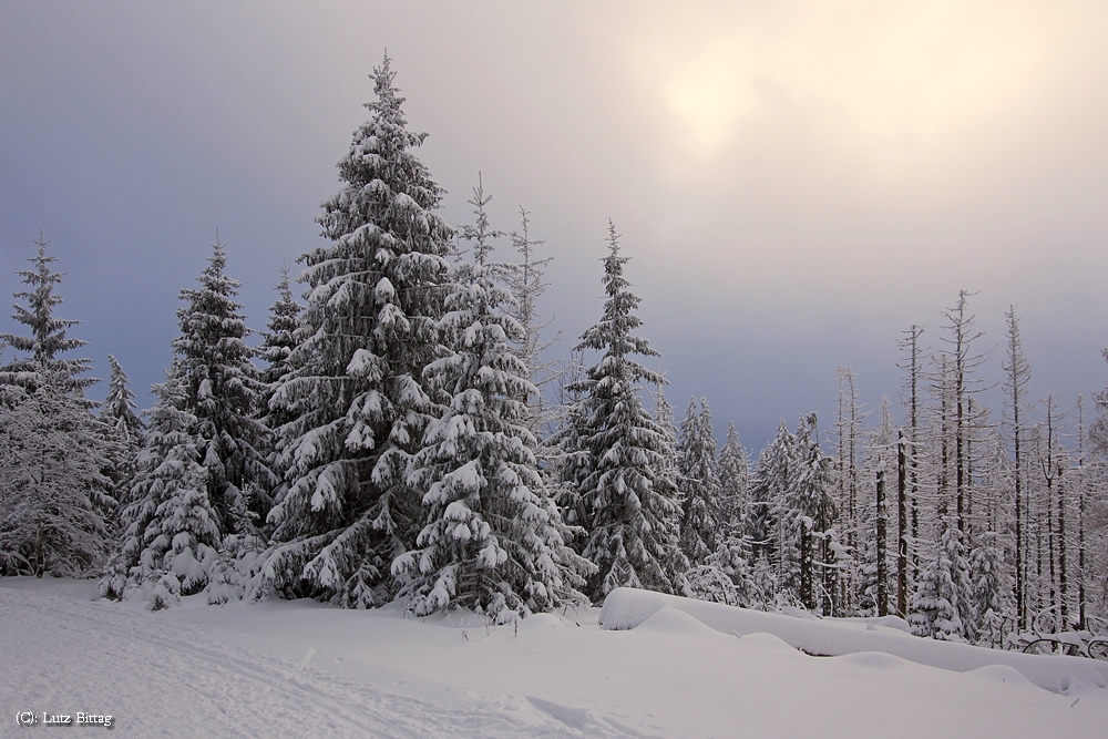 Auf dem Weg zum Brocken (7)