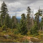 Auf dem Weg zum Brocken