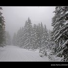 Auf dem Weg zum Brocken