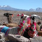 auf dem Weg zum Cañon del Colca - Peru