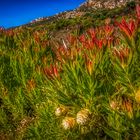 Auf dem Weg zum Cape of Good Hope (1)