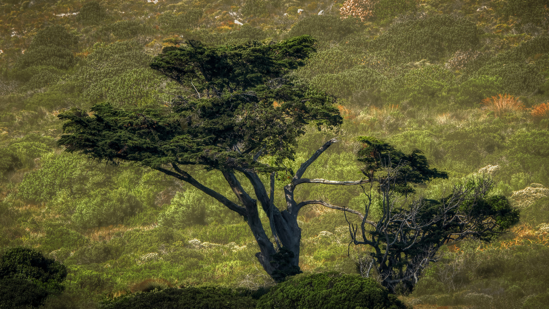 Auf dem Weg zum Cape of Good Hope (10)