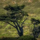 Auf dem Weg zum Cape of Good Hope (10)