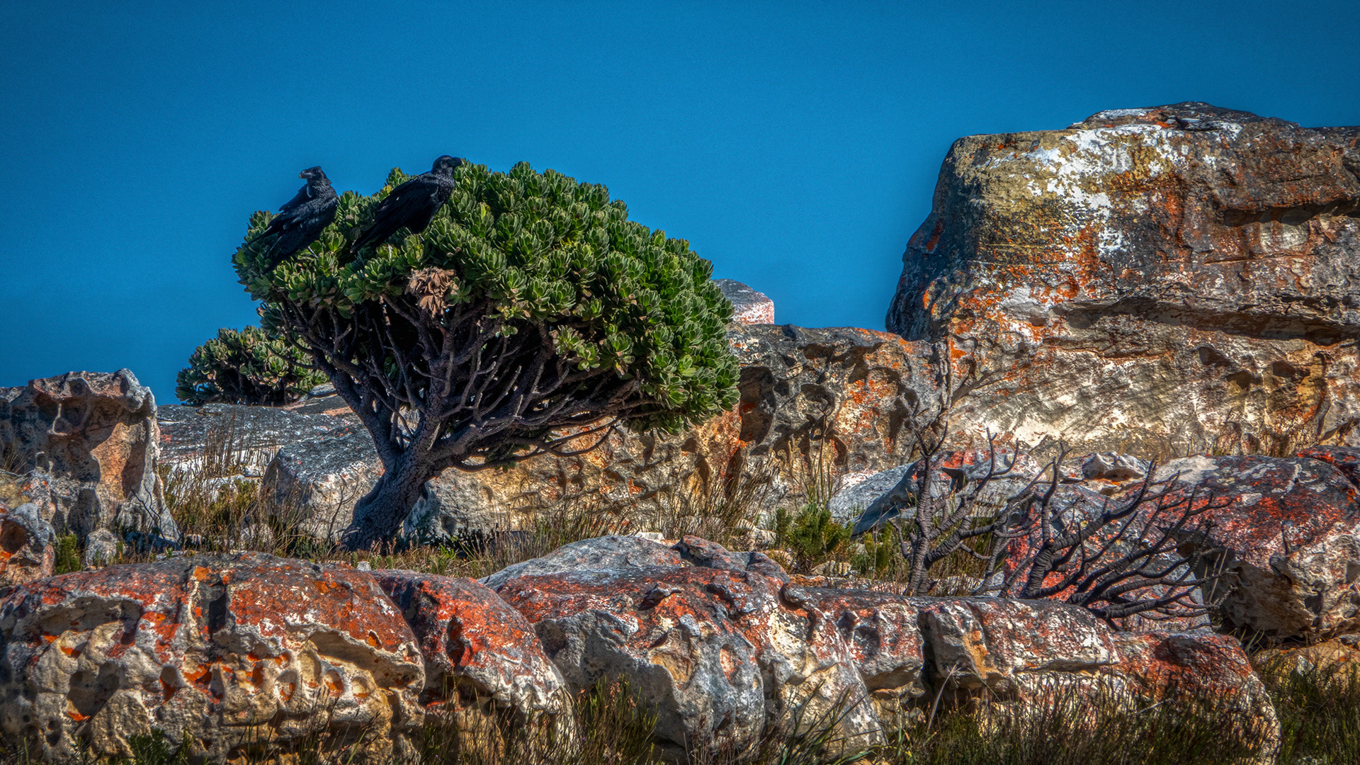 Auf dem Weg zum Cape of Good Hope (4)