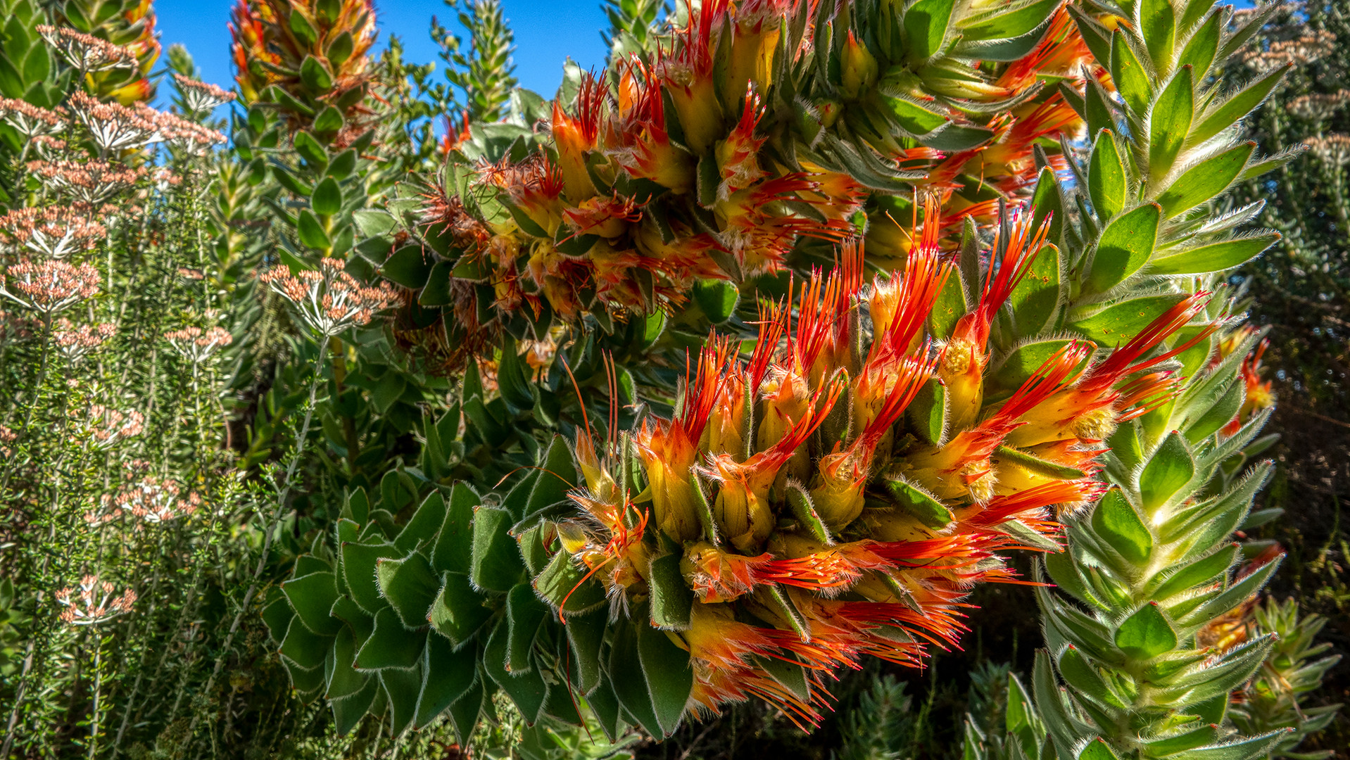 Auf dem Weg zum Cape of Good Hope (7)