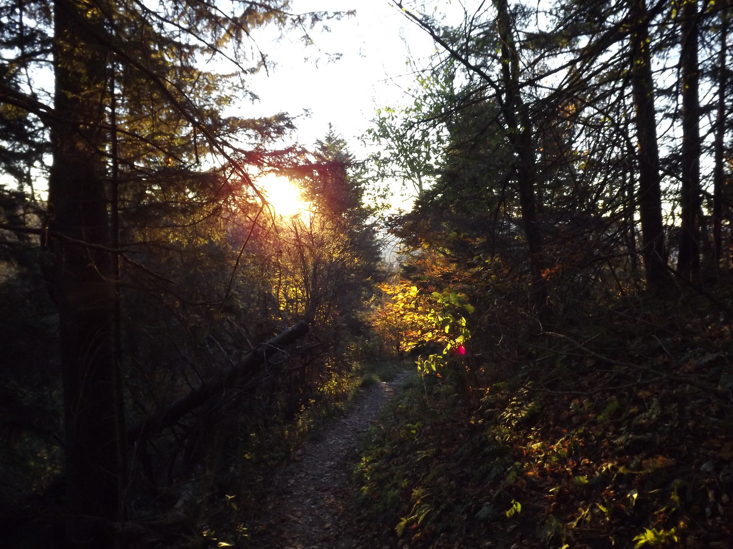 Auf dem Weg zum Clingman's Dome