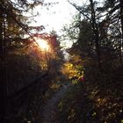 Auf dem Weg zum Clingman's Dome