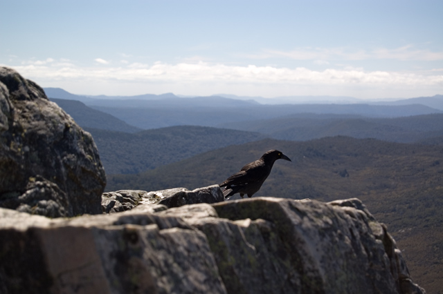 Auf dem Weg zum Cradle Mountain Summit...