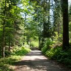 auf dem Weg zum Creux du Van