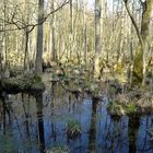 Auf dem Weg zum Darßer - Weststrand