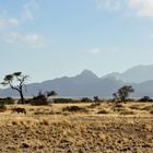 Auf dem Weg zum Dead Vlei