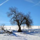 Auf dem Weg zum Enzenberg