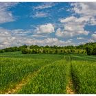 Auf dem Weg zum Helpter Berg