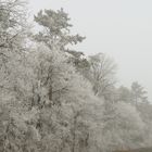 Auf dem Weg zum Heurigen