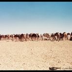 Auf dem Weg zum Kamelmarkt in Assuan 1990