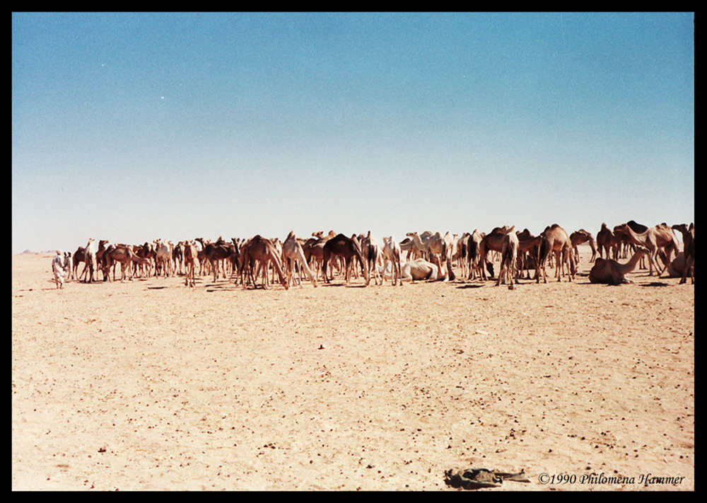 Auf dem Weg zum Kamelmarkt in Assuan 1990