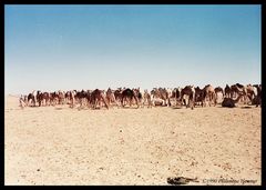 Auf dem Weg zum Kamelmarkt in Assuan 1990