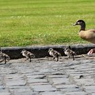 Auf dem Weg zum König