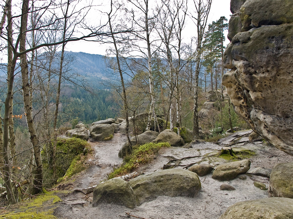 Auf dem Weg zum Kuhstall in der sächsischen Schweiz...