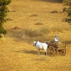 Auf dem Weg zum Markt