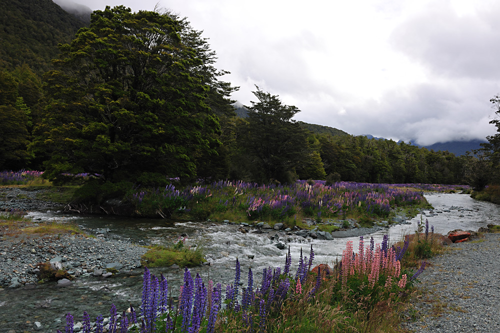 auf dem Weg zum Milfordsound (D3x)