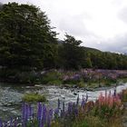 auf dem Weg zum Milfordsound (D3x)