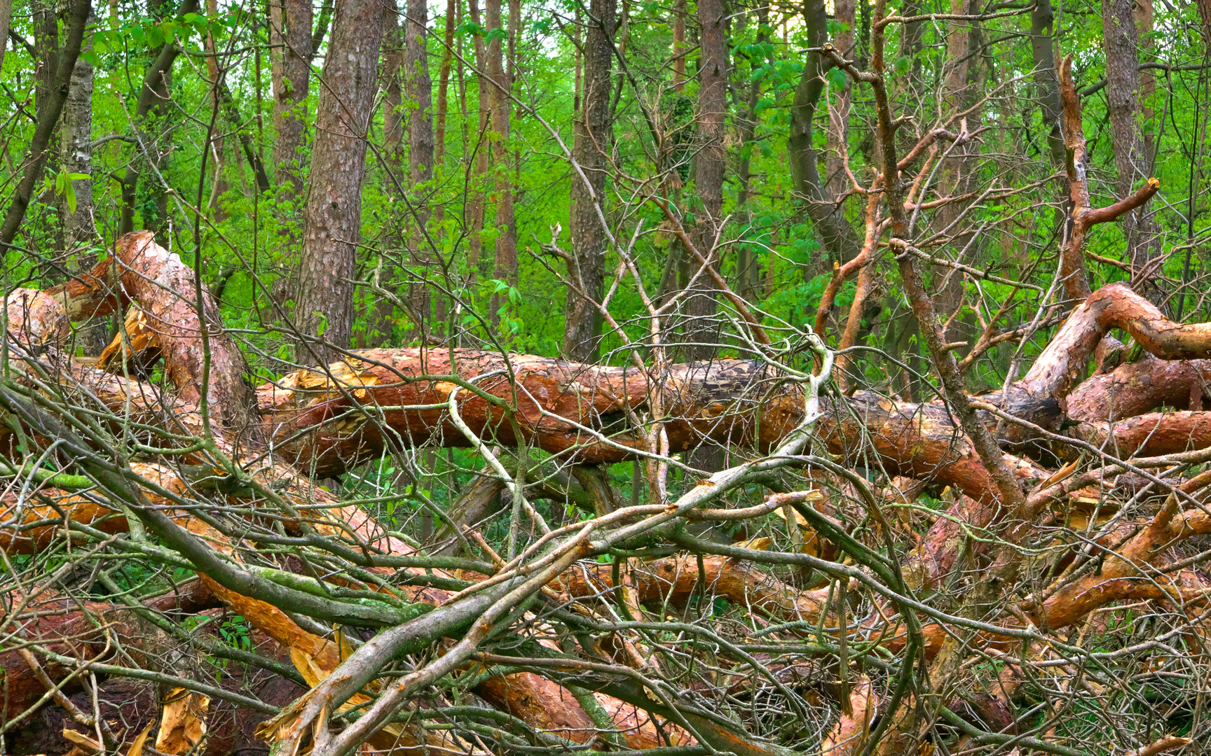 Auf dem Weg zum naturbelassenen Wald