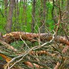 Auf dem Weg zum naturbelassenen Wald