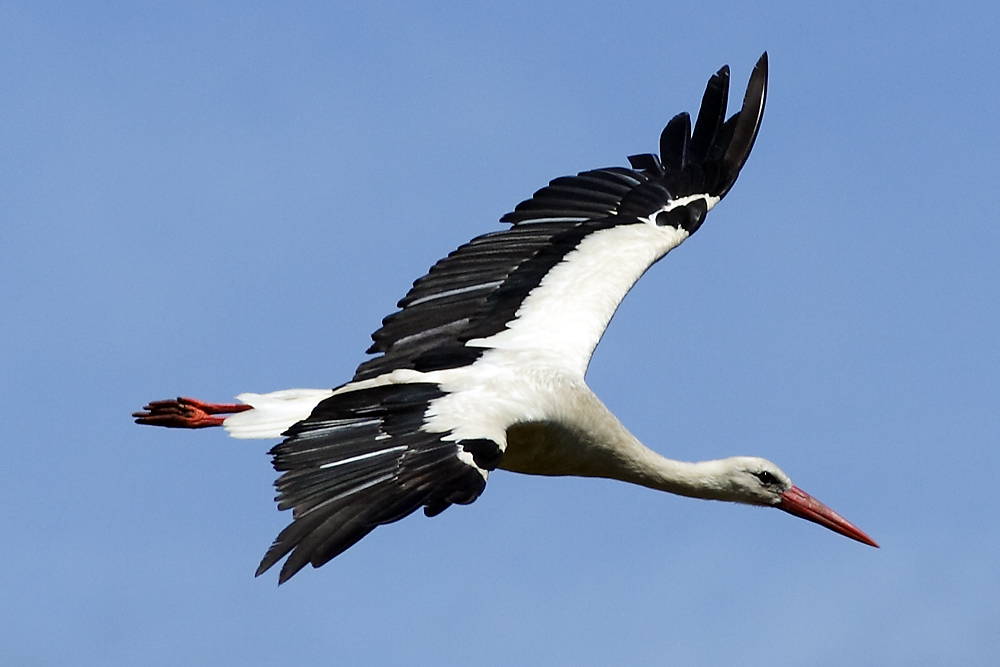 Auf dem Weg zum Nest