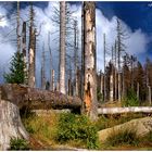 Auf dem Weg zum neuen Urwald im Nationalpark Harz