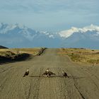 auf dem Weg zum Perito Moreno