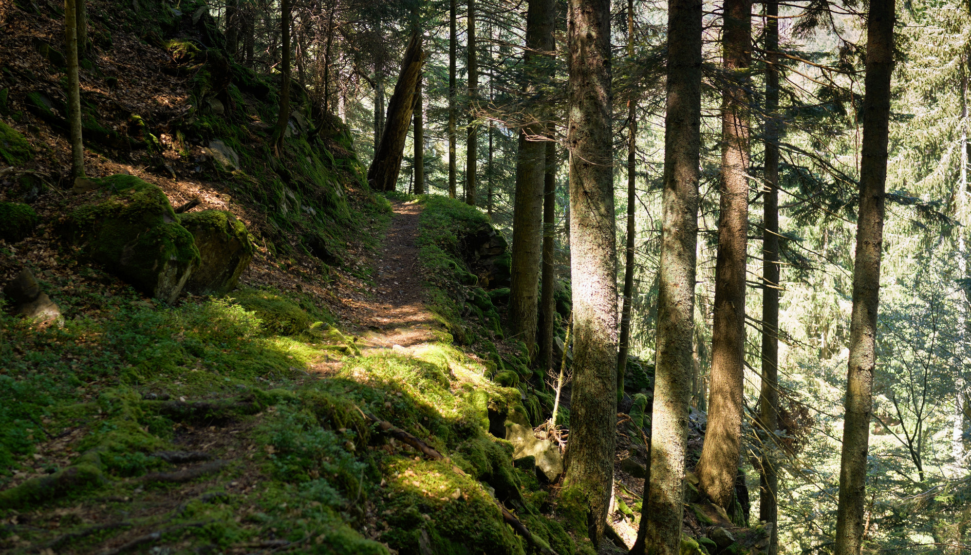 auf dem Weg zum Rappenfelsen