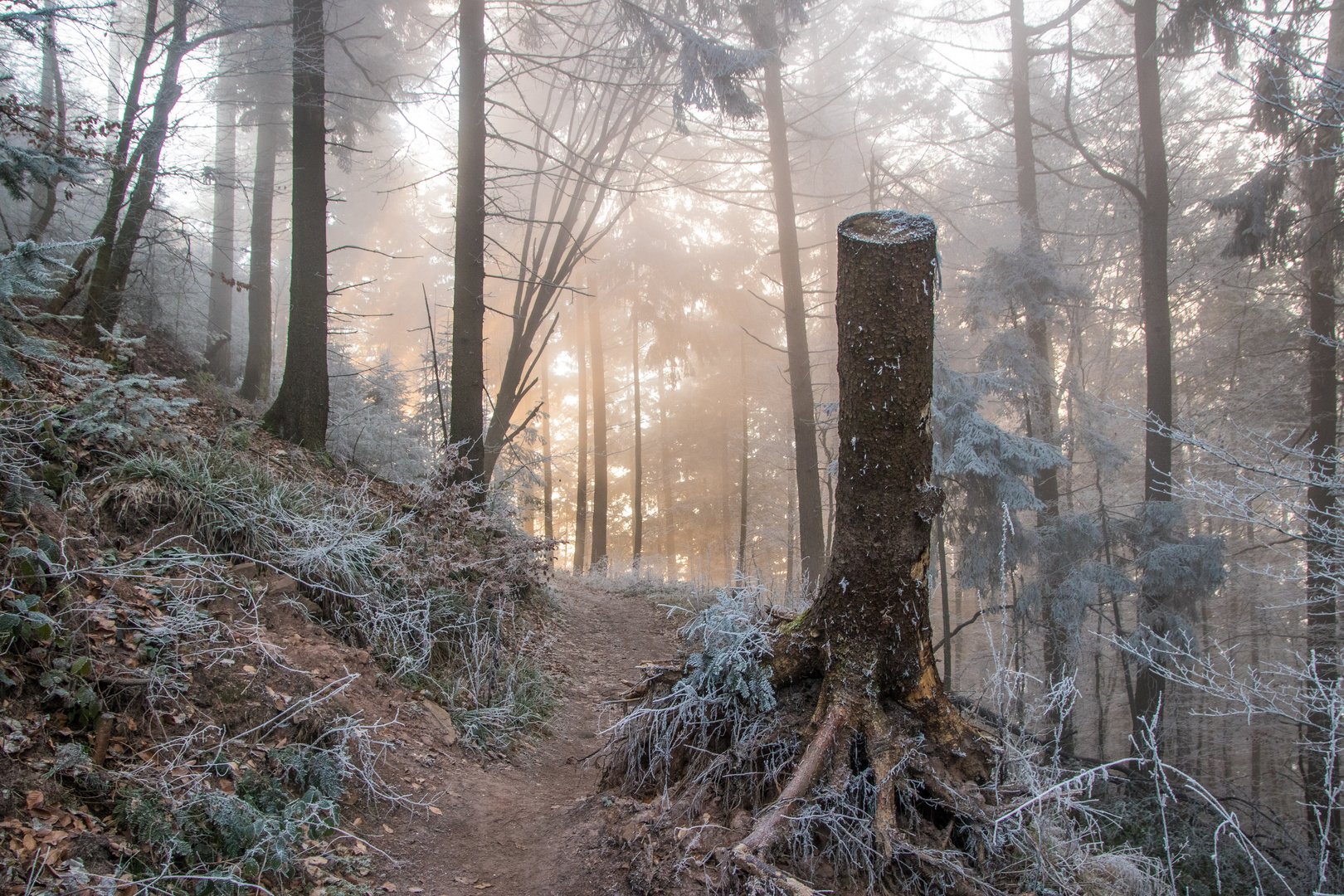 Auf dem Weg zum Rehbergturm