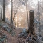 Auf dem Weg zum Rehbergturm