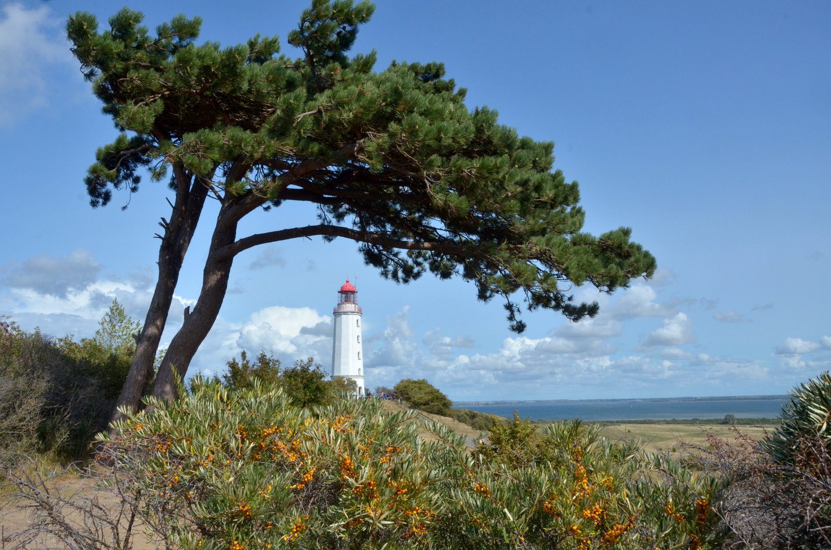 Auf dem Weg zum Sanddorn am Leuchtturm 