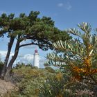 Auf dem Weg zum Sanddorn am Leuchtturm 