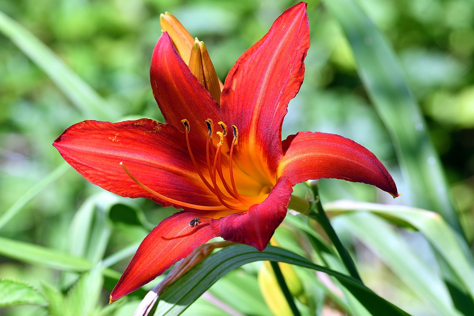 Auf dem Weg zum Schafott? - Wildbiene auf Lilienblüte