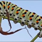 Auf dem Weg zum Schmetterling