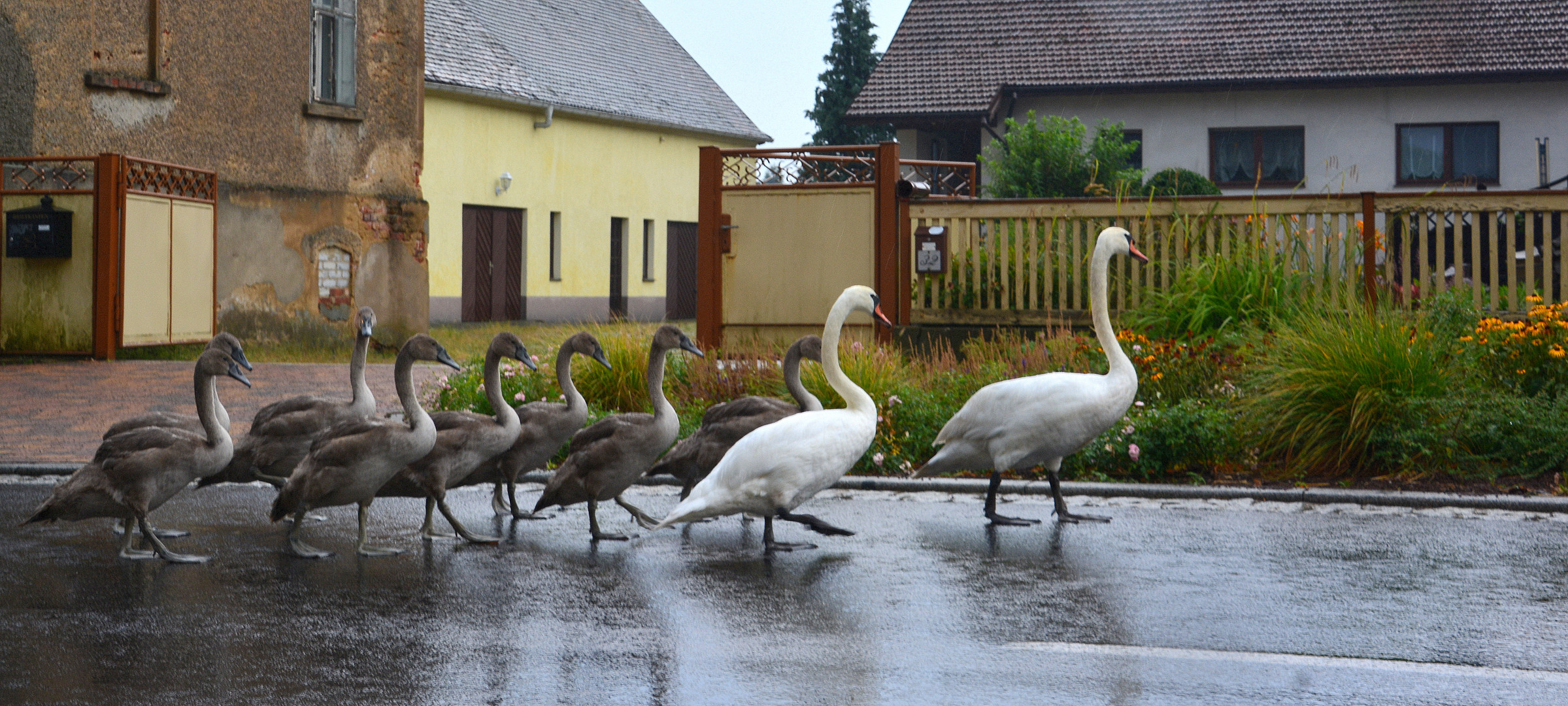 auf dem weg zum schwanenteich 