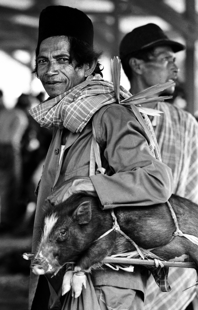 Auf dem Weg zum Schweinemarkt, Rantepao