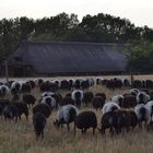 auf dem Weg zum Stall