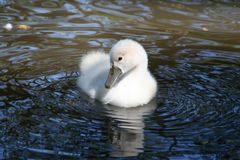 auf dem Weg zum stolzen Schwan