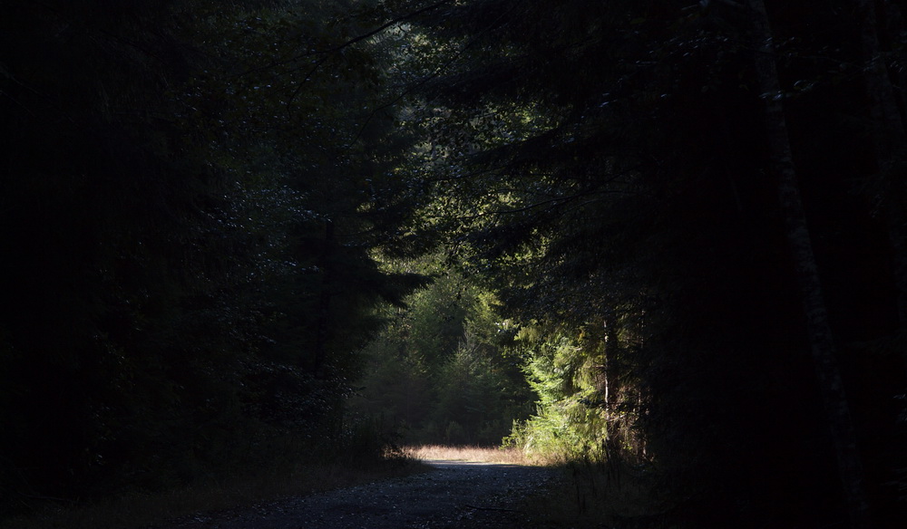 Auf dem Weg zum Tall Trees Grove