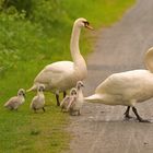 --auf dem Weg zum Teich!