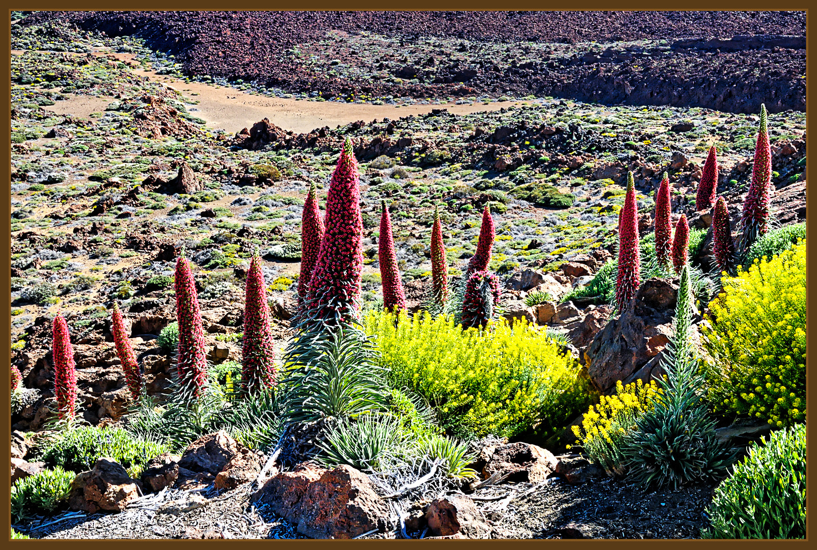 Auf dem Weg zum Teide